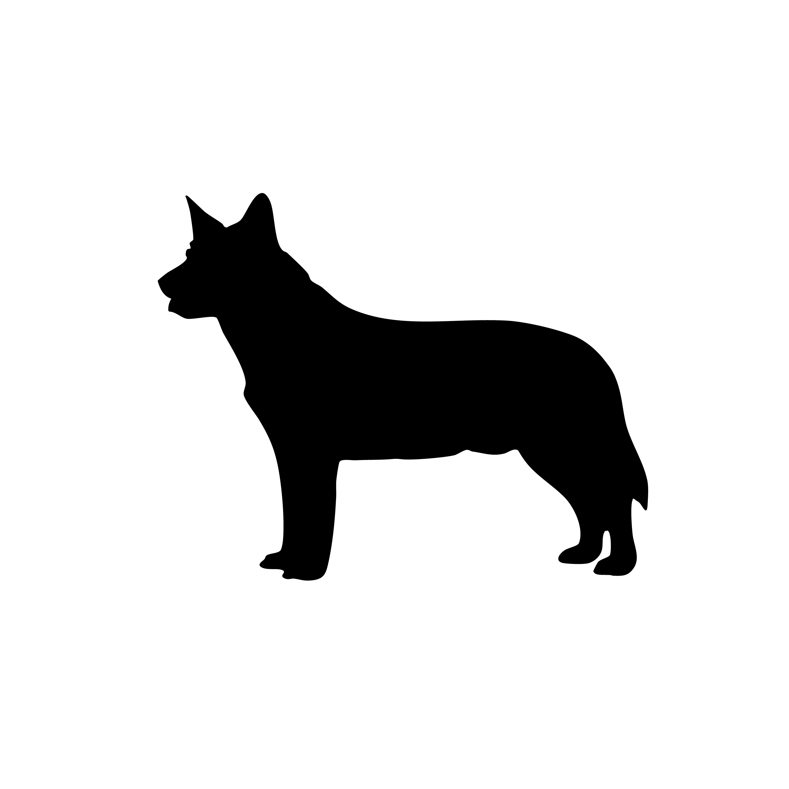 Australian Cattle Dog