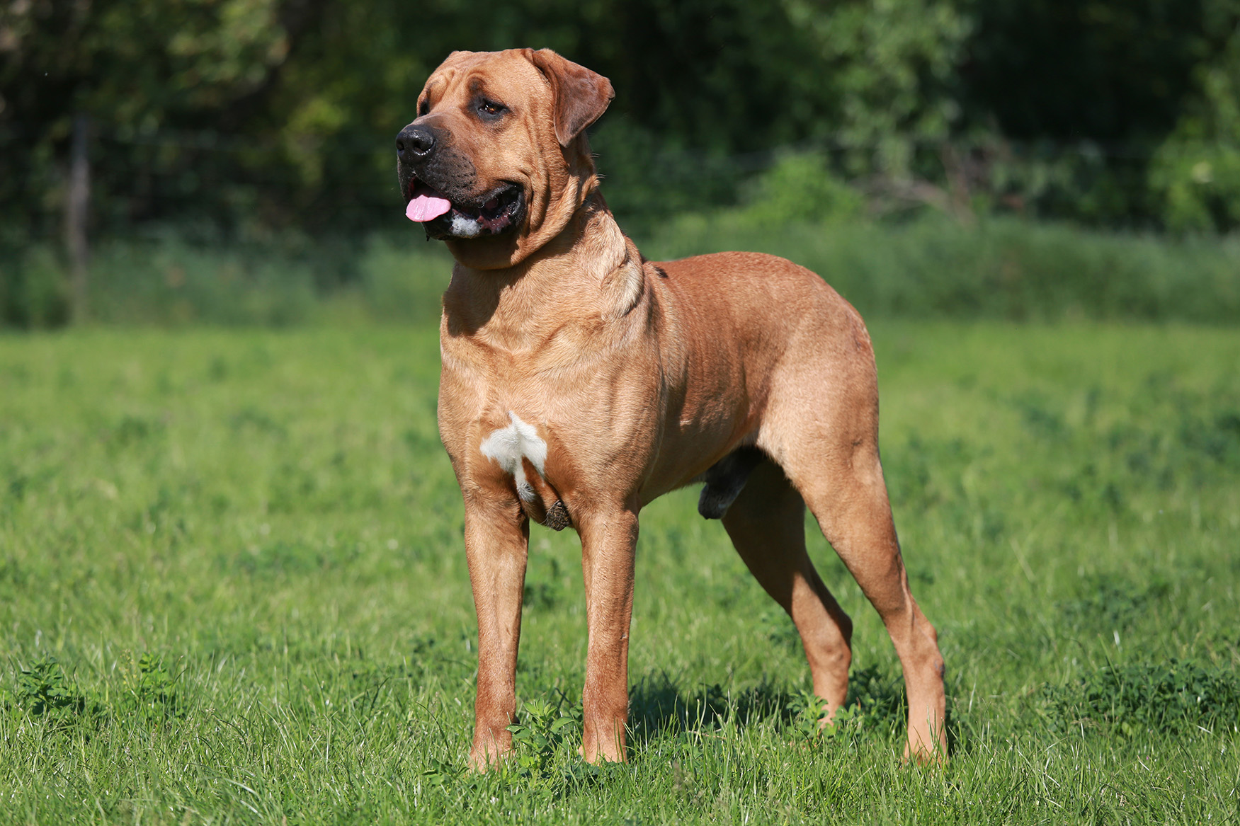 Mastiff