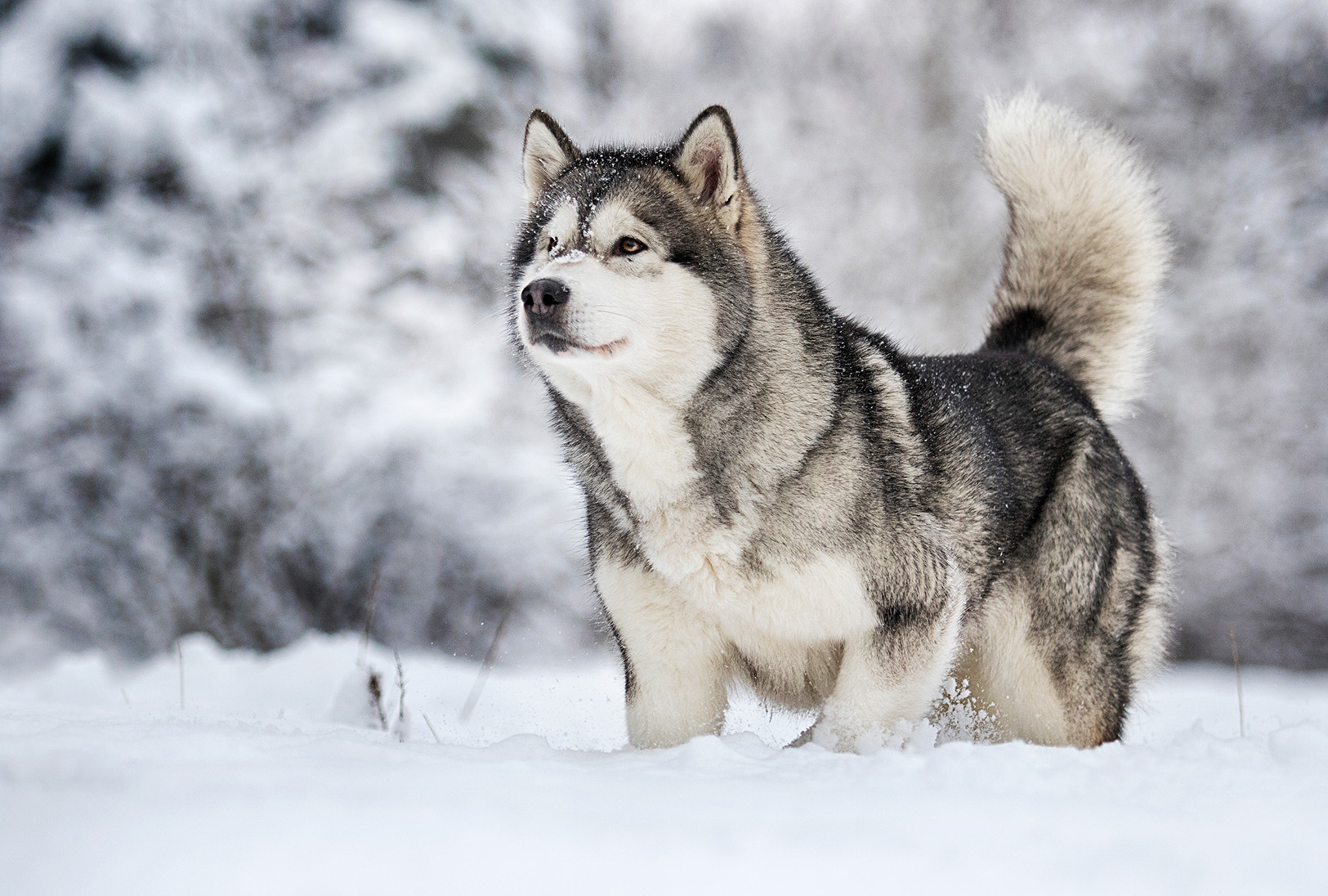 Alaskan Malamute