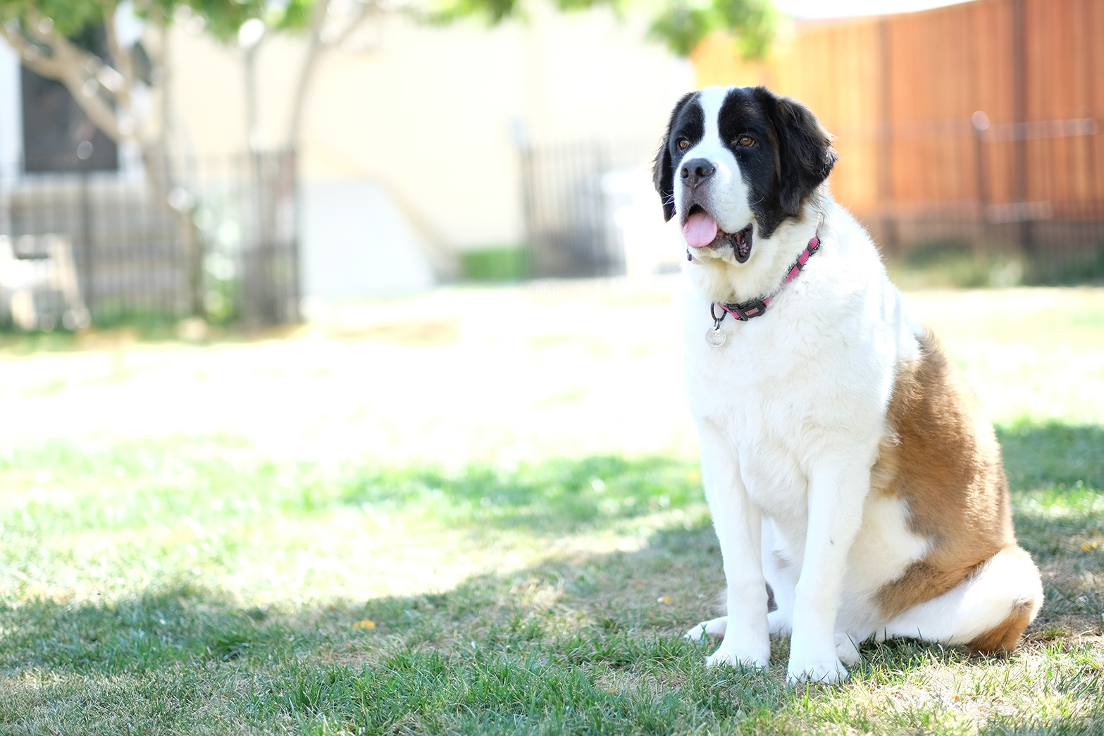 Saint Bernard