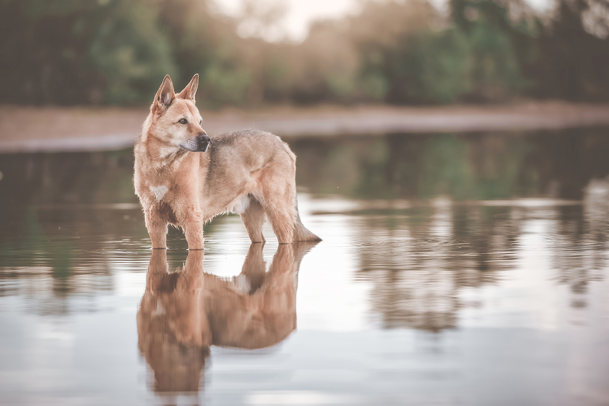 Canaan Dog