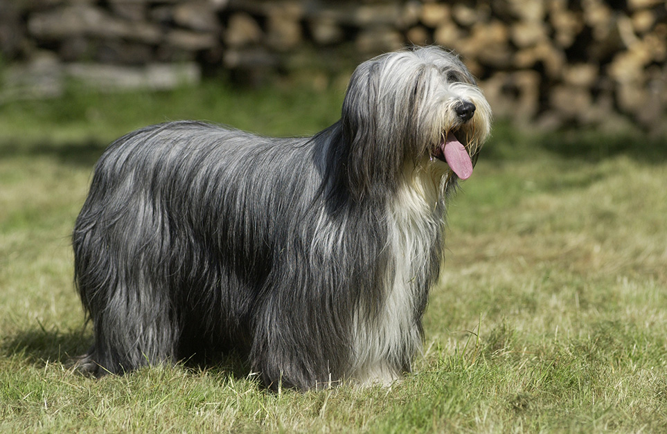 Bearded Collie