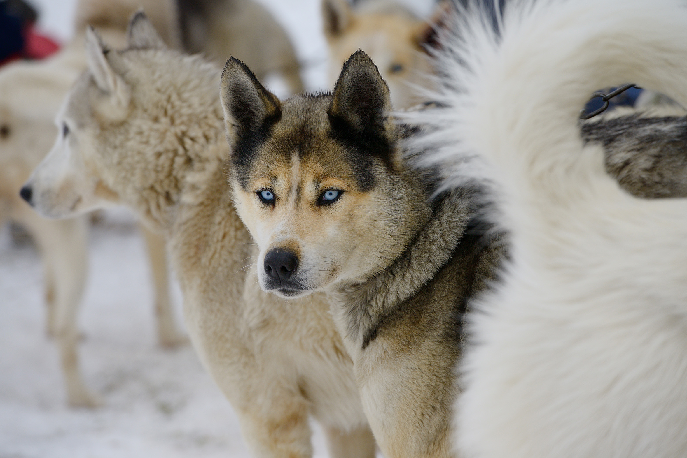 Seppala Siberian Sleddog