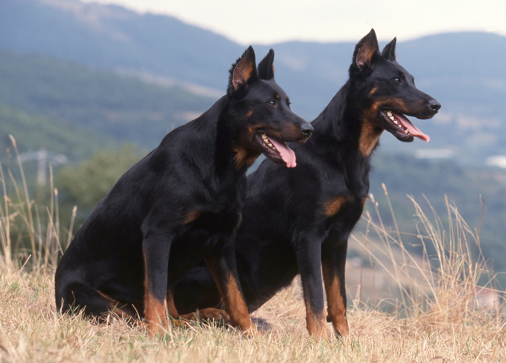 Beauceron