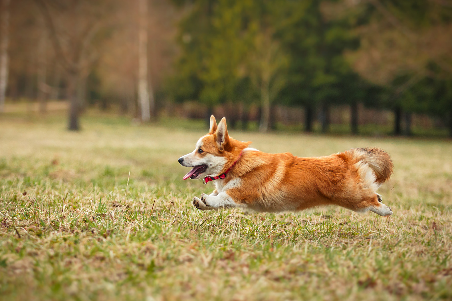 Cardigan Welsh Corgi