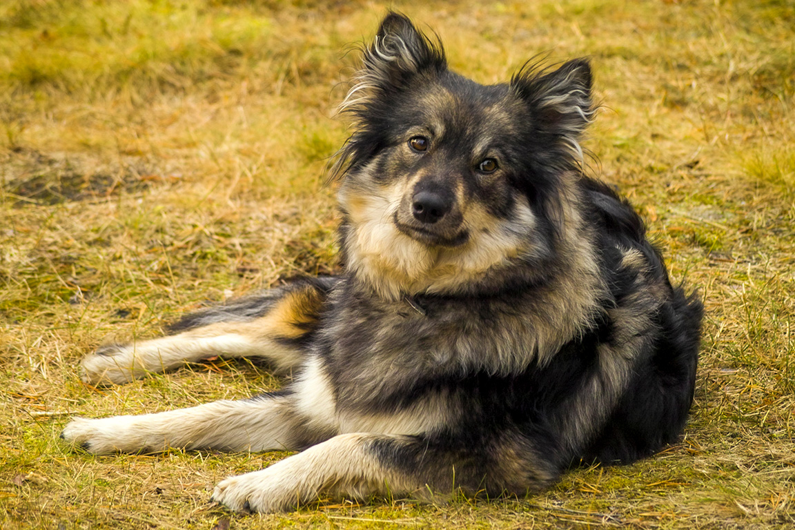 Finnish Lapphund