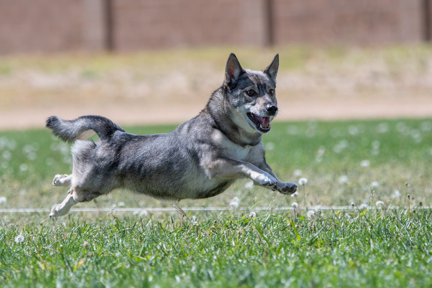 Swedish Vallhund