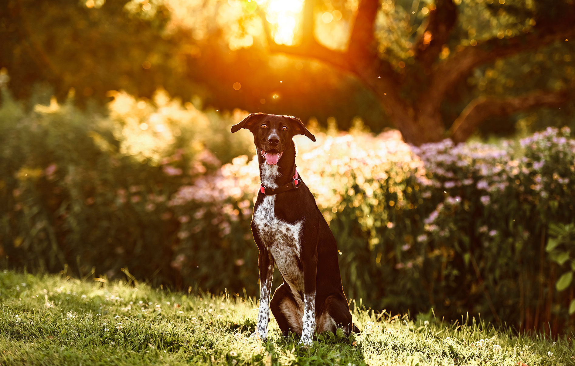Eurohound