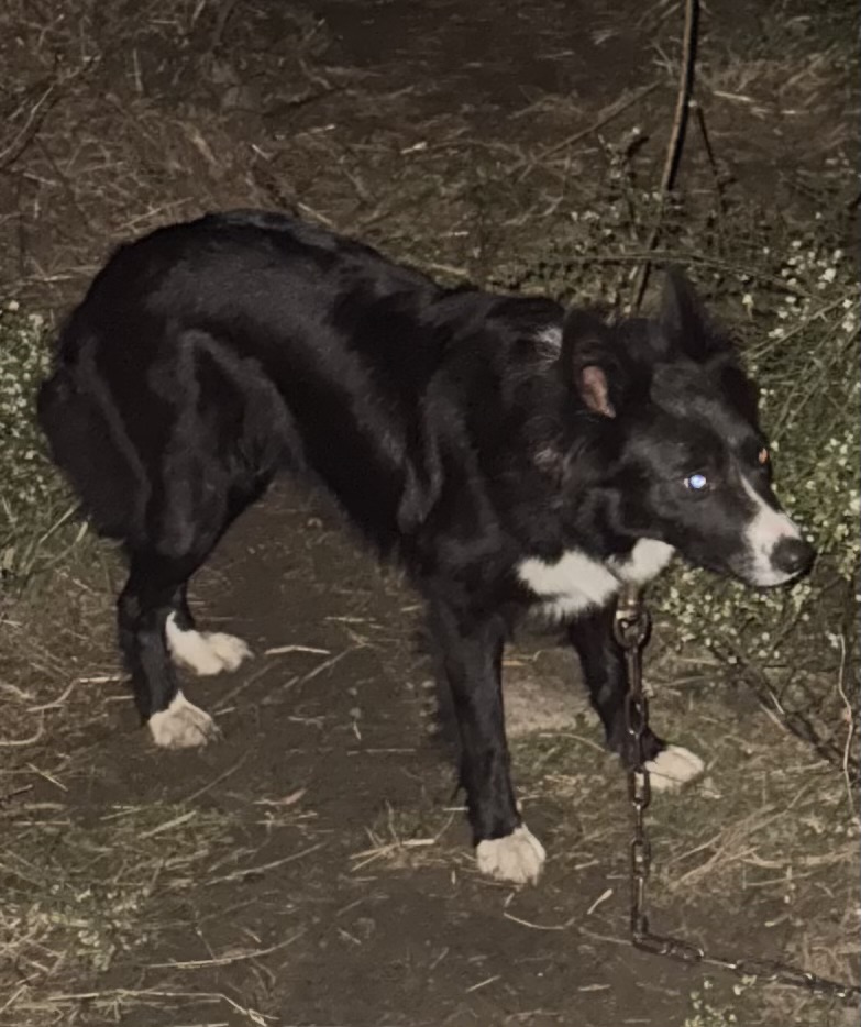 Trixie Border Collie